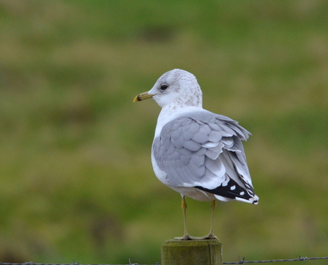 A gull facing away from the camera, standing on a fence post