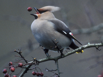 Image of waxwing credit Phil Collier
