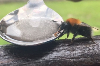 image of a Bee drinking sugar energy syrup from a spoon