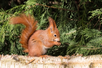 Image of Red squirrel on a log with green background - copyright Charles Thody Photography