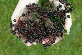 Image of elder berries. Credit: Alan Price