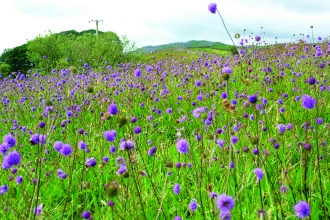 image of purple wild flowers in a meadow with woodland in background