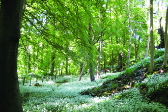 image of woodland in spring with wild garlic plant carpeting the ground