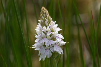 Common spotted orchid