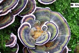 Picture of some fancy colourful fungi