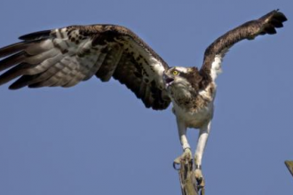 Osprey-with-wings-extended