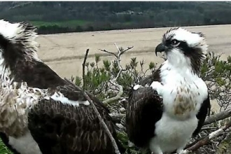 Our Osprey pair on the nest at Foulshaw Moss Nature Reserve