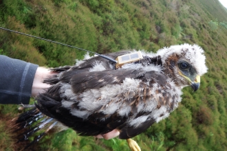 Hen harrier 'Blue' went missing from Cumbria