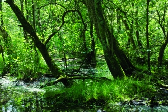 Image of wet woodland at Next ness reserve -c- john morrison