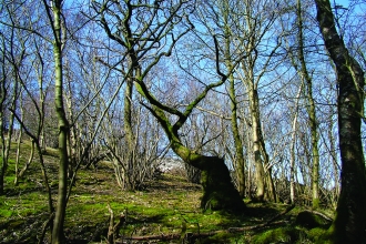 image of Park wood nature reserve in winter