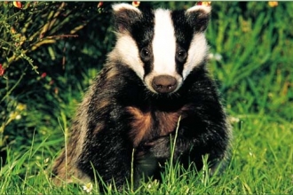 image of a badger sitting in green grass