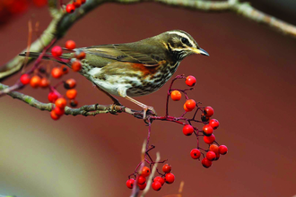 redwing on a berry tree -copyright margaret holland