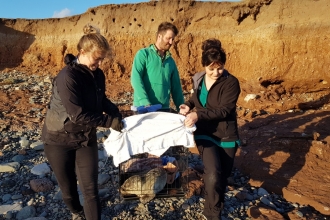 Image of common seal pup being rescued at Walney Island