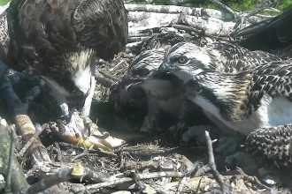 Image of osprey chicks at Foulshaw Moss Nature Reserve, 2018