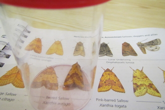 Moth ID course at Eycott Hill