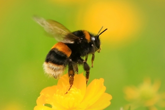 image of a Buff tailed bumblebee -c- Jon hawkins Surrey Hills Photography