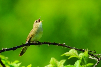 image of a grasshopper warbler bird singing  -copyright amy lewis