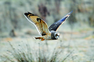 image of a short eared owl in flight in winter -copyright amy lewis