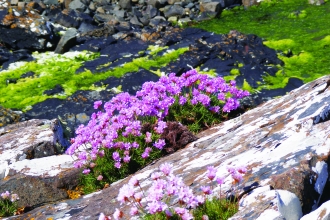 image of pink flowers of thrift on seashore rocks