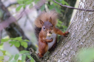 Image of red squirrel at Smardale Nature Reserve