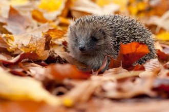 Image of hedgehog in autumn leaves