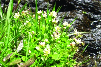 Image of starry saxifrage at Brown Cove
