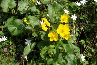 Kingcups by the River Lune
