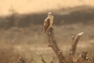 Image of juvenile osprey Blue 5N in The Gambia © Chris Wood