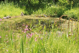 Image of pond in wildlife garden at Cumbria Wildlife Trust
