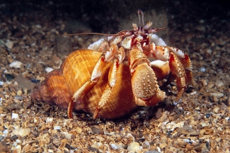 Image of hermit crab © Paul Naylor