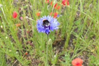 Wildflowers and bee at Vulcan Park