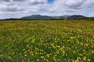 Hay Meadows at Eycott Hill Nature Reserve with Blencathra in the distance 