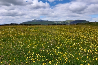 Hay meadows at Eycott Hill Nature Reserve 