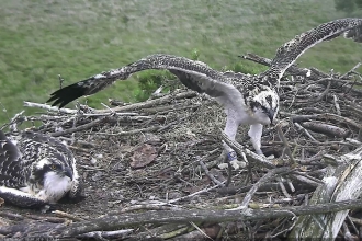 Foulshaw osprey chicks of summer 2019 in the nest at foulshaw moss nature reserve