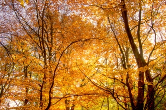 Autumn beech trees woodland - copyright Don Sutherland