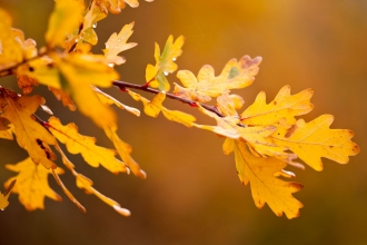 Oak leaf Autumn - copyright Ross Hoddinott 2020VISION