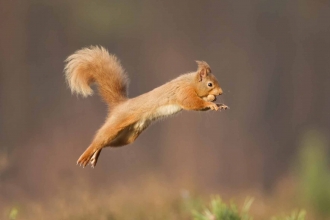Image of red squirrel jumping © Peter Cairns/2020VISION