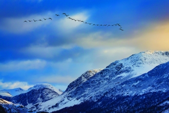 Geese above Crummock Water