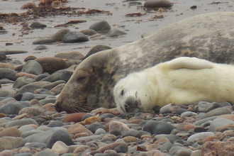 Grey seal pup relaxes with mum