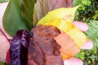 Autumn in Staveley woodland