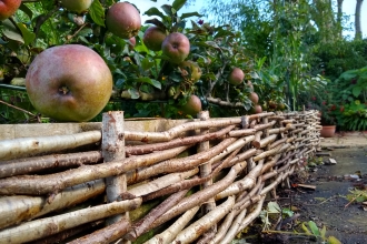 Traditional hazel hurdle in an orchard
