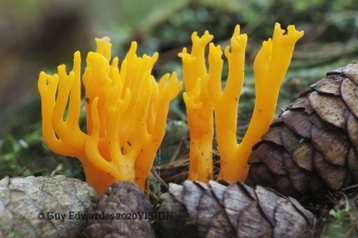 Jelly-Antler-Fungi-Guy-Edwardes
