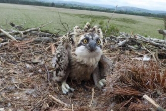 Osprey chick in nest 2016 