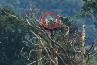Osprey chicks in nest 2017 