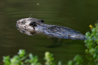Image of beaver © David Parkyn Cornwall Wildlife Trust