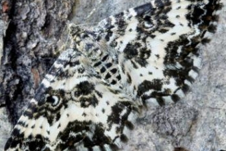 Argent and sable moth