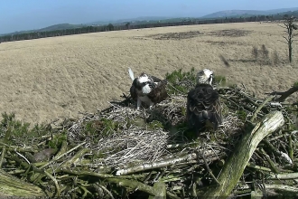 Ospreys return to the Foulshaw Moss nest 2020