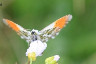 Orange tip butterfly ©Vicky Nall