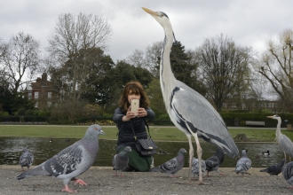 Person using phone to photograph heron