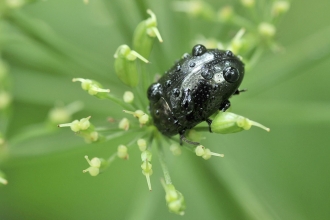 Beetle © John Bridges
